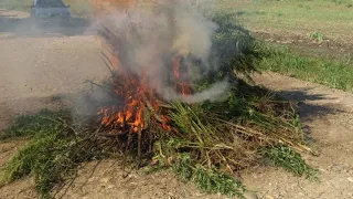 В Армавире изъяли более 1100 кустов дикорастущей и культивированной конопли.