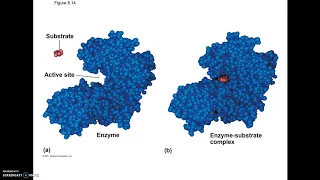 11-17 AP2021 How Enzymes Work