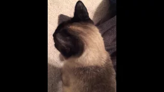 Siamese cat meowing - so adorable!