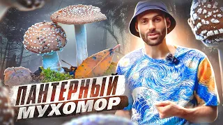 ПАНТЕРНЫЙ МУХОМОР