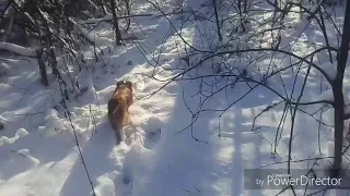 Проверка петель на зайца день 2-й