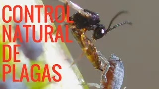 ESTOS INSECTOS PROTEGERÁN TUS PLANTAS DEL HUERTO //CONTROL DE PLAGAS//MANOS DE TIERRA