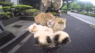 The CAT MAN of Tokyo walking his CATS!