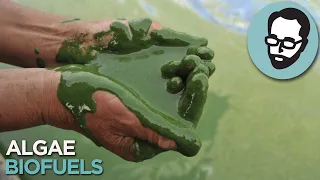 Is Algae The Fuel Of The Future? | Answers With Joe