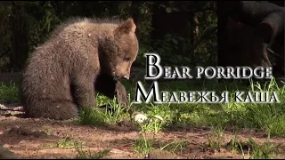 Медвежья каша/Bear porridge