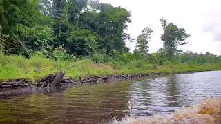 Up the Siriki Creek, Upper Pomeroon River, Essequibo Coast, Guyana - South America