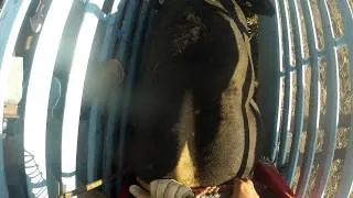 Marcus Swallow bull riding with the GoPro