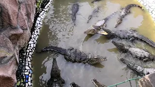 Крокодиловая ферма 🐊 Кормим крокодилов!