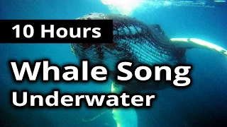 SOUNDS of WHALE SONG for 10 Hours - For Meditation, Concentration, Relaxation and Sleep.