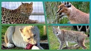 Big Cat Competition | Earth Unplugged
