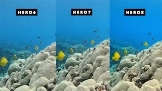 GoPro Hero8, Hero7, Hero6 Underwater Auto White Balance Comparison! - GoPro Tip #657| MicBergsma