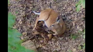 White-tailed deer giving birth to twin fawns.