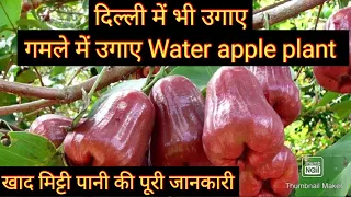 गमले में लगाए Water apple plant/खाद मिट्टी और पानी की पूरी जानकारी #जामरूल #Wax apple