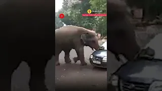 WATCH: Elephant pushes hatchback car in Assam’s Guwahati