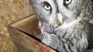 Кормление совят бородатой неясыти. Great Grey Owl feeds owlets.