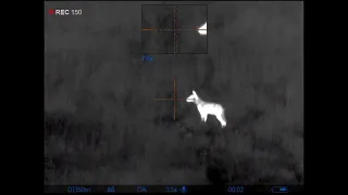 Охота на волка на вабу 1/ Hunting wolves