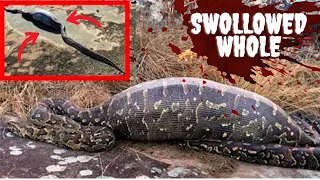 The TERRIFYING last moments of Jahrah EATEN Alive by Snake!