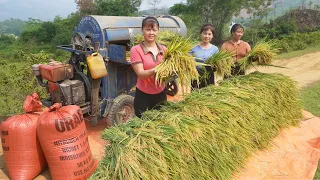 Nhất (My Bushcraft) Come To Help Harvest Rice, A Hard Working Day || Phương - Free Bushcraft
