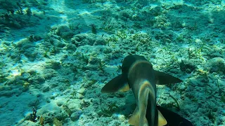 Shark in Cayo Coco, Cuba (Dangerous ?)