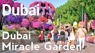 Dubai [4K] Amazing Miracle Garden, New Season 2024 Walking Tour 🇦🇪