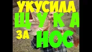 Укусила Щука за нос Не повторяйте