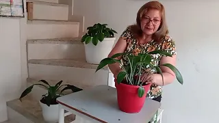 Cuidados y reproducción del lirio del Amazonas 💐💓💚🌵🌵