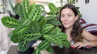 How To Make a Prayer Plant Houseplant More Full! | Maranta Plant Propagation!