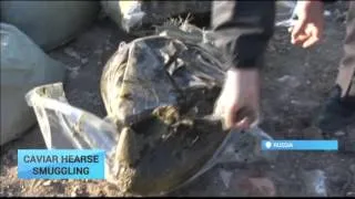 Russia Caviar Smuggling: Police destroy over 500 kilos of caviar found inside hearse