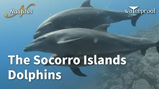 The Socorro Islands   Dolphins