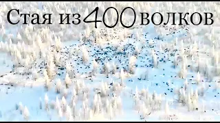 400 Волков в одной стае (Якутия)