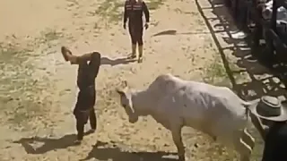 Bull attack for   man