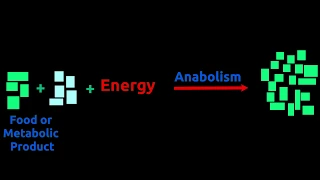 Catabolism and Anabolism : How does body produce energy and use it for growth ?