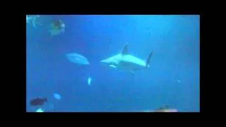 Shark feeding at the Tennessee Aquarium