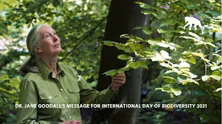 Dr. Jane Goodall's Message for International Day of Biodiversity 2021