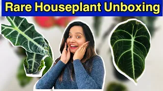 Rare houseplants unboxing | Indoor Plants Unboxing | Indoor plants haul | Bubbles of Green