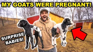 Surprise BABY GOATS Born in the BACKYARD FARM!!!! (Who Had Nuts?!?!)