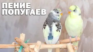 🌞 Весёлое пение волнистых попугаев Тоши и Ксюши🐦