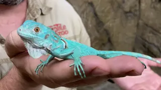 Creature Feature: The Blue Iguana!