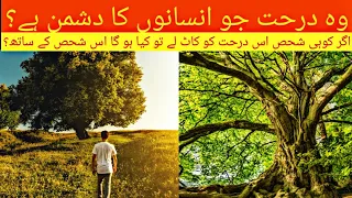 Most dengrous tree in the world 2022|you should never touch this tree|Urdu and Hindi|Find amazing tv