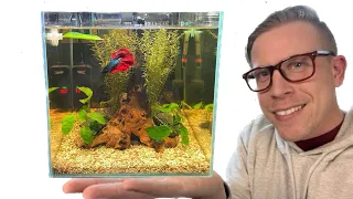 How to Setup a Betta Fish Tank