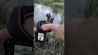 Один из лучших Охотников "по перу". Фотосессия для Английского спрингер-спаниеля