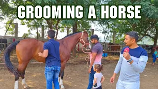 How to groom your Horse | PP Savani Horse Riding School