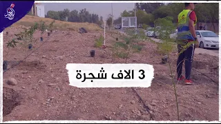 زراعة 3 الاف شجرة في جامعة الموصل من قبل مؤسسة روانكا