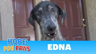 Edna's registered owner thought she was dead for 2 years!!! #germanshepherd