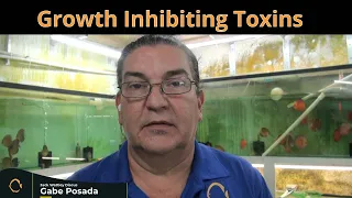 Growth Inhibiting Toxins In Discus Fish