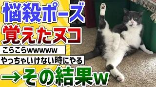 【2ch動物スレ】ネッコがセクシーポーズを覚えた結果ｗｗｗｗ