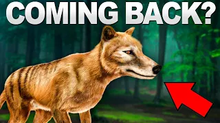 Why Bring The Tasmanian Tiger Back From Extinction? Information on Extinct Animals | @Fact-Factory