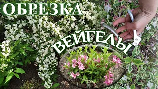 Обрезка вейгелы.