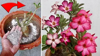 DO THESE 5 Things On Adenium IMMEDIATELY For More Flowers