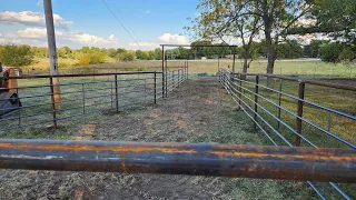 TOUR OF THE PIPE FENCE CATTLE HANDLING FACILITY